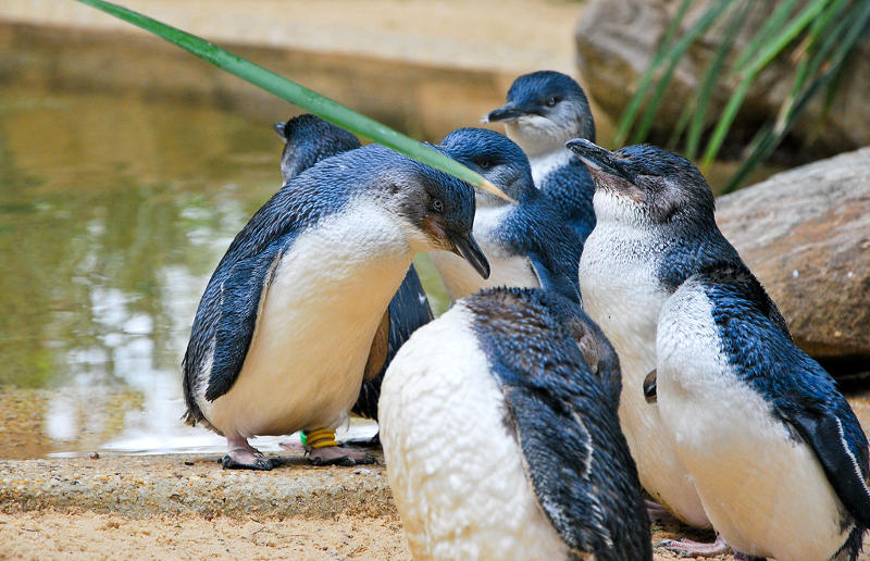 Things to do in Melbourne - Little Penguins at St Kilda