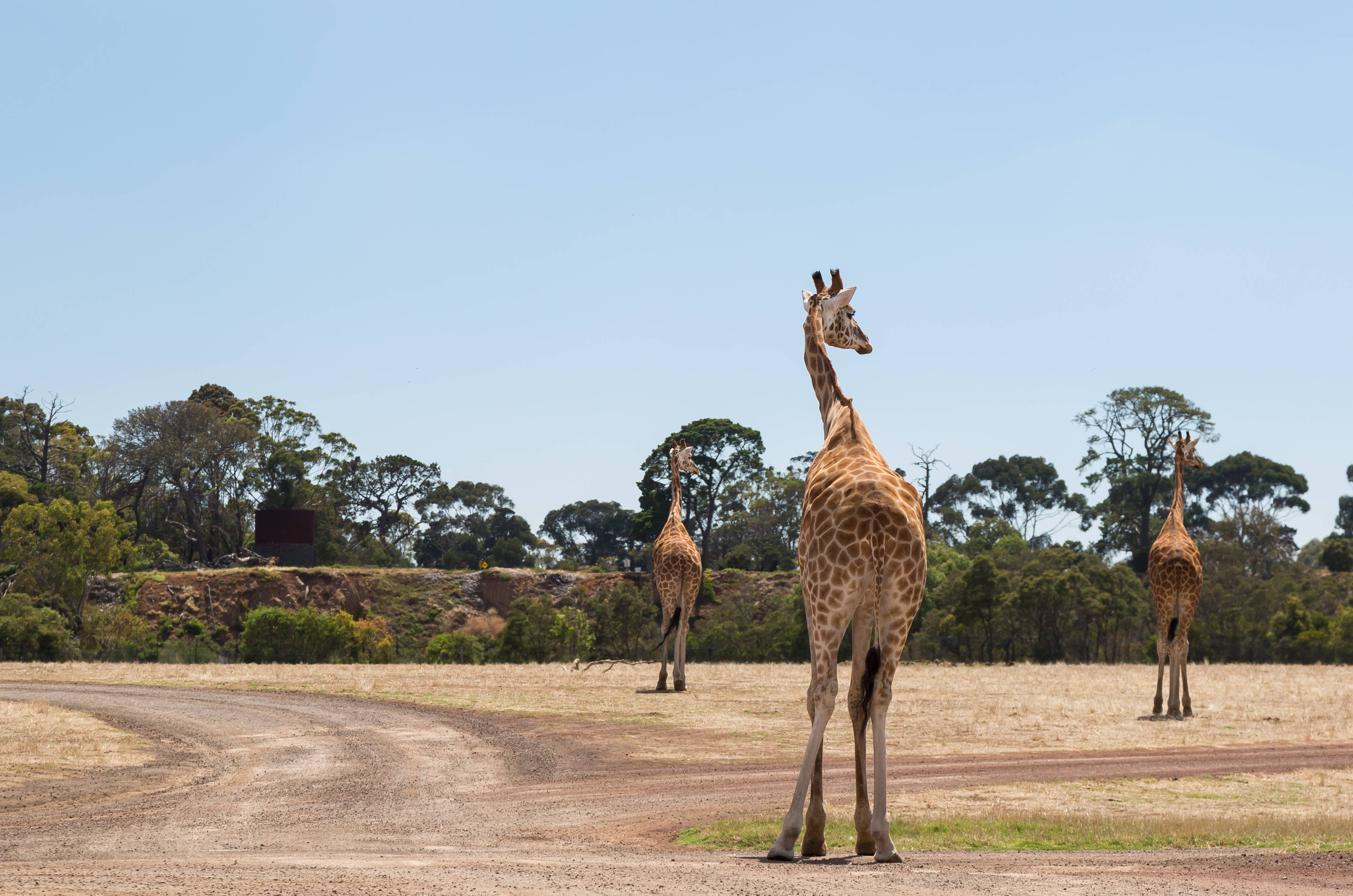 Things to do in Melbourne - Werribee Open Plains Zoo Giraffes