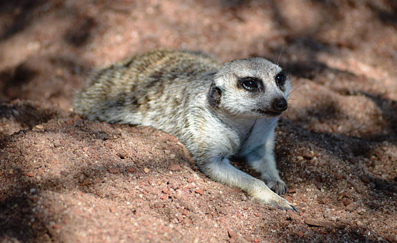 Things to do in Melbourne - Melbourne Zoo Meerkat
